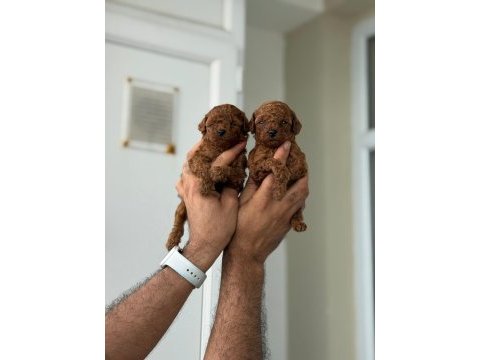 Teacup kore poodle bebekler aşılı ve çiş  eğitimli 