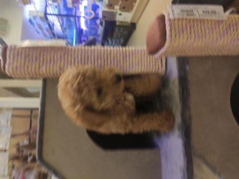 Red toy poodle