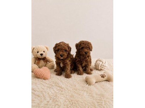 Anne altından orjinal toy poodle bebekler