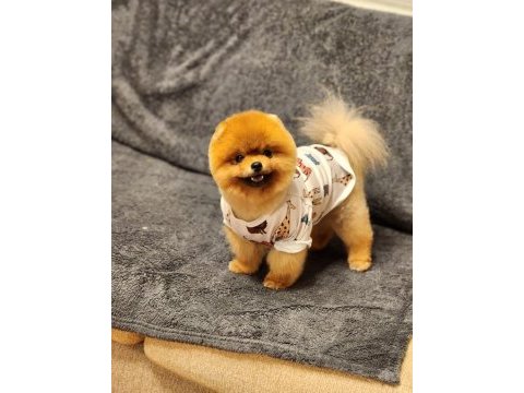 1 yaşında efsane ötesi erkek teddy bear surat pomeranian
