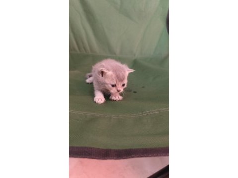 British shorthair