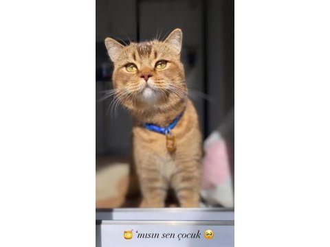 Acil british longhair kedimi çiftleştirmem gerekli