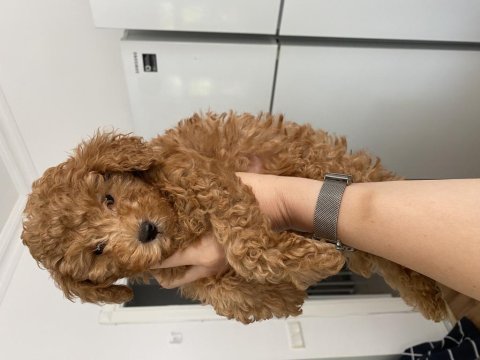 Orjinal toy poodle baby face