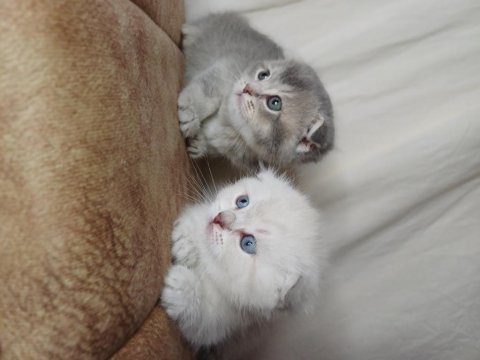 Muhteşem mavi göz ve tip scottish fold