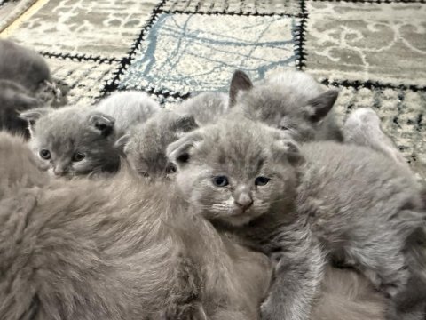 Minnoşlar kedicikler
