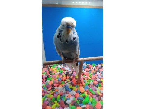 Kaliteli jumbo muhabbet kuşu