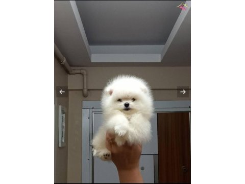 Sevimli hayalet casper 2,5 aylık