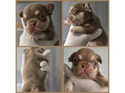 New shade rojo and tan dişi french bulldog yavrumuz izmir