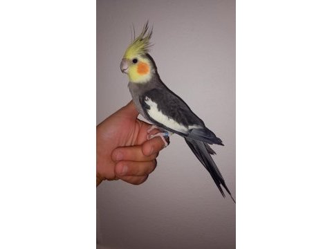 Konuşan sultan papağanı evcil değil