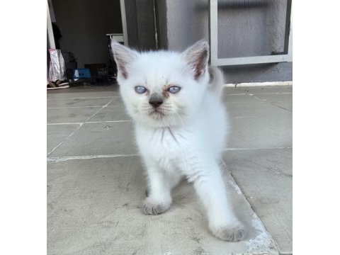 Kedilerime yuva arıyorum