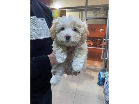 Yavru terrier köpeklerim yeni yuvalarına gitmeye hazır