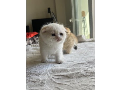 Safkan ny12 golden scottish fold yavrular