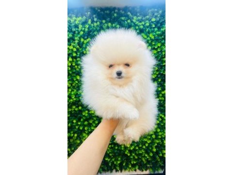 Pomeranian baby