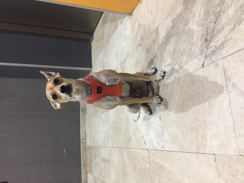 Chihuahua sahiplendirme