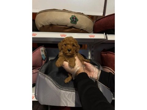 Toy poodle çokomeller