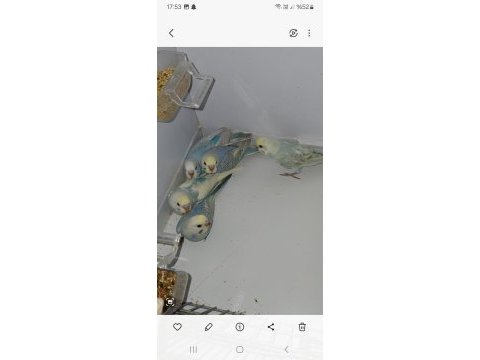2 aylık muhabbet kuşu 5 adet