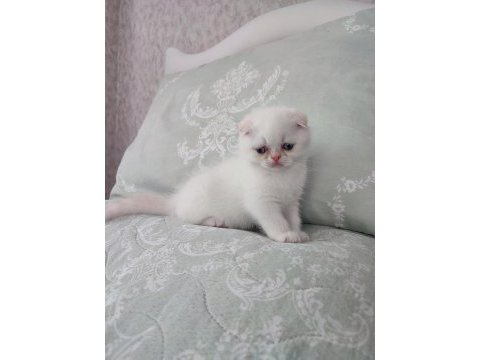 Exotic shorthair yavrumuz ve çok nadir tür foldex bebekler