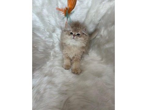 Lilac golden erkek cy11 british longhair