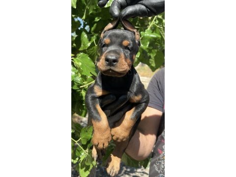 Kaliteli doberman yavrular