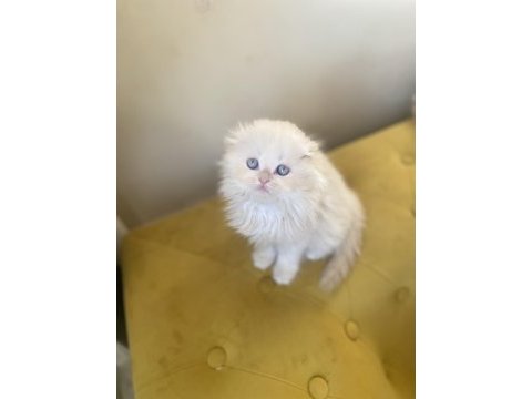 Scottish fold longhair dişi