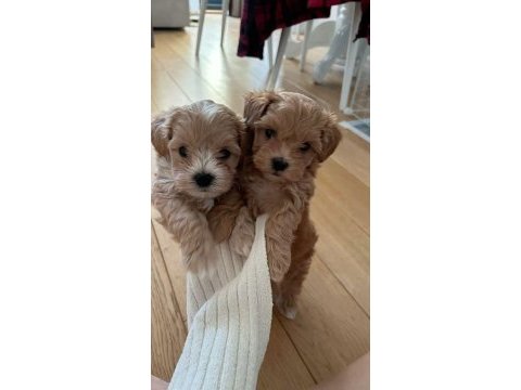 Sevimli maltipoo yavrularımız 