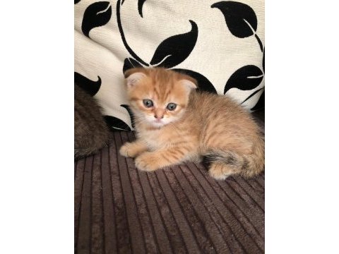 Golden tatlı eğik kulaklı yavru kedilerim