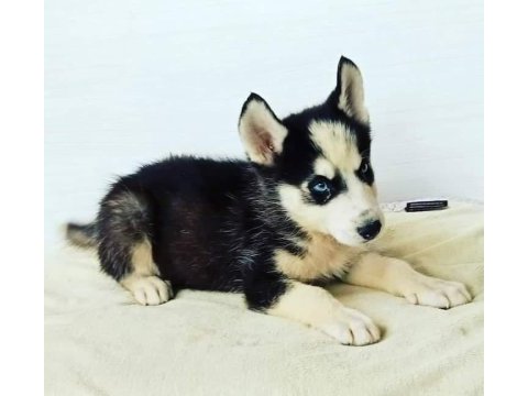 Husky yavrular dişi erkek