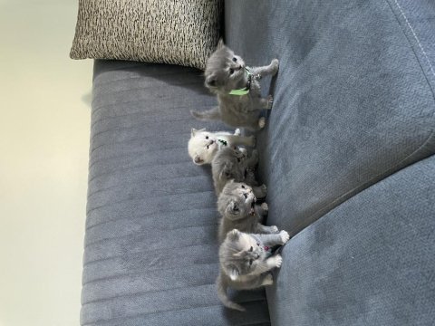 British shorthair