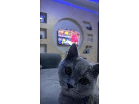 Sevimli ufaklık kedimiz babi yeni yuvasını arıyor