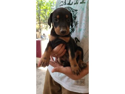 Şampiyon soy doberman