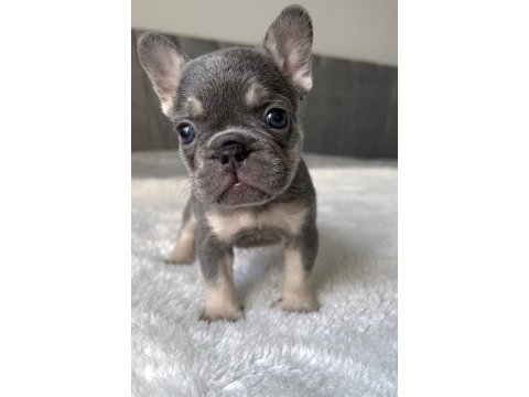 Full şecereli egzotik french bulldog yavrular