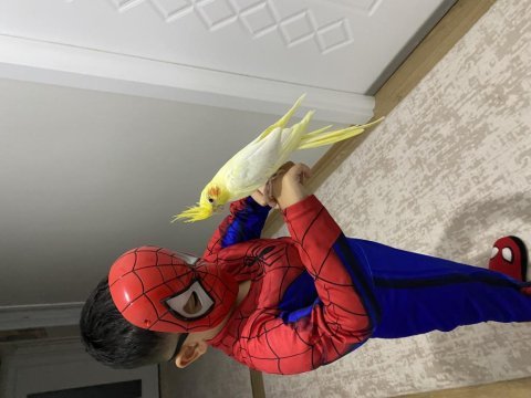 5 aylık ele alışkın erkek sultan papağanı