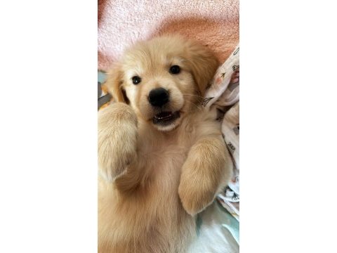 2.5 aylık dişi golden retriever yavru