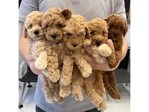 A kalite red maltipoo bebekler