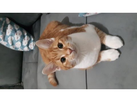 1 yaşında pamuk sarman