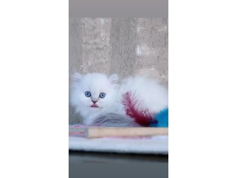 Boncuk gözlü british longhair dişi
