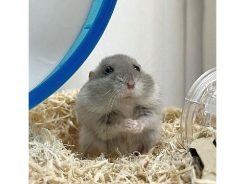 Suriye ve gonzales hamster yavrular