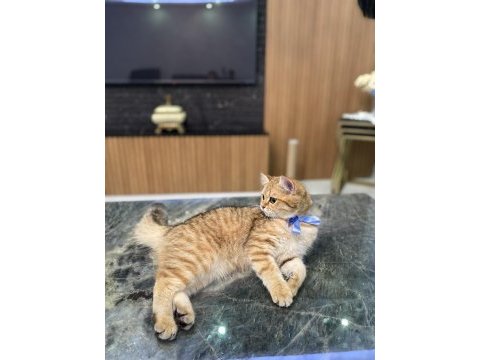 Golden british shorthair kızım