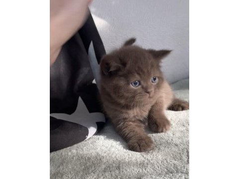 Safkan british (chocolatte lilac fawn)