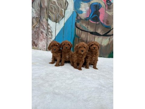 Toy poodle erkek dişi bebeklerim