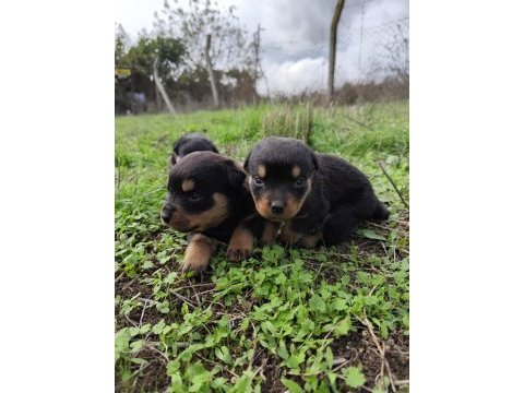Kıf onaylı a scrli rottweiler yavrular