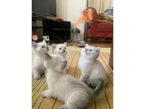 7 mart doğumlu british shorthair