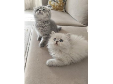 Scottish fold bebek kedimiz