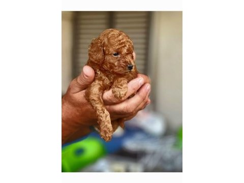 Anne altından ırk ve sağlık garantili poodle
