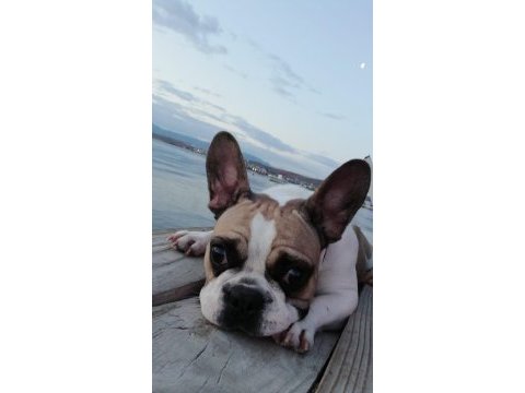 Fransız bulldog kızım