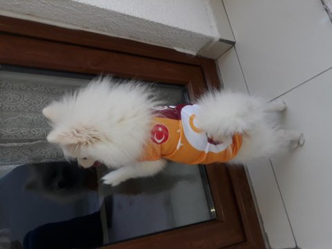 Pomeranian boo 7 aylık