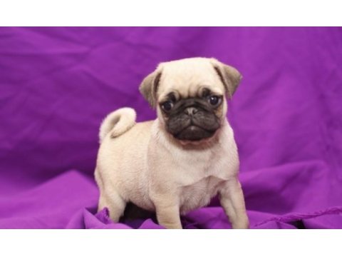 Dünya tatlısı pug yavruları