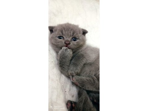 Yavru dişi uysal minik scottish fold