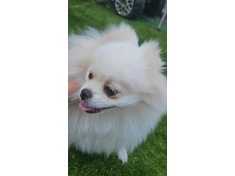Pomeranian dişi beyaz prenses