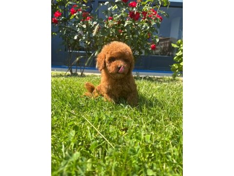 Toy poodle bebekleri
